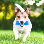 Pet Teether Cooling Chew Toy For Dogs