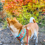 Southwest Spirit Harness